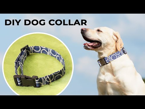 Wideo: 10 Easy DIY Obroża dla psów do jazzu Up Your Pup's Summer Wardrobe