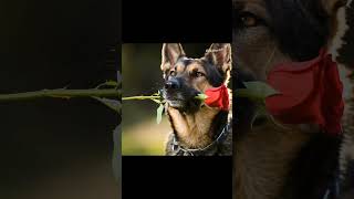 কথা দিয়েছিলাম... আজ রাখলাম 💔#friendship #dog #emotional #4seconds