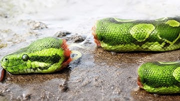 Florida Released Something That Kills Pythons from the Inside, but No One Expected THIS to Happen