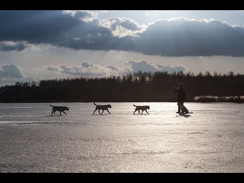 Video: Obeziteti është Një Problem I Zakonshëm Në Labrador Retrievers