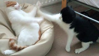 Fastest Cat Slaps