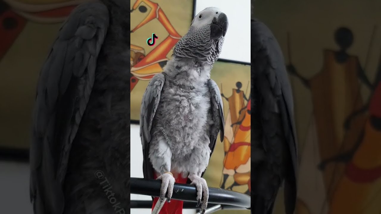 Talented Parrot Likes TikTok || ViralHog