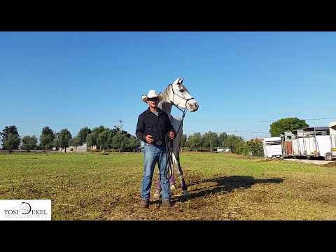 וִידֵאוֹ: איך לעצור סוס