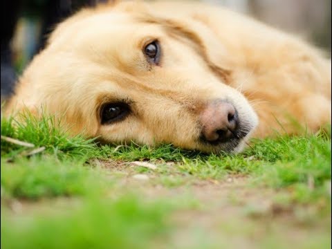 Video: Hundeanfälle – Ursachen, Symptome & Mehr &amp