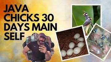 Java Chicks Care #javasparrow #fawnjava #whitejava #javafinch