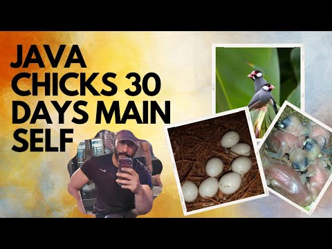 Java Chicks Care #javasparrow #fawnjava #whitejava #javafinch