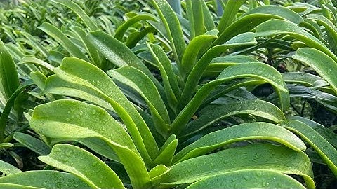 19/9 ngọc điểm rừng bóc trụ đai trâu rừng thuần đẹp giá rẻ. sđt zalo 0987157820