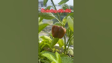 Trồng thành công Ớt Chuông trong chậu #shorts #cachtrongotchuong #oganic