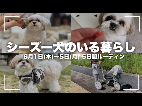 【ルーティン】もふもふ可愛いシーズー犬と家族の5日間（2023年6月1日〜6月5日）/ Shih Tzu takes a walk everyday in June.