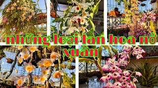 Những loài hoa nở mùa xuân, lan đùi gà tròn, phong lan rừng pv