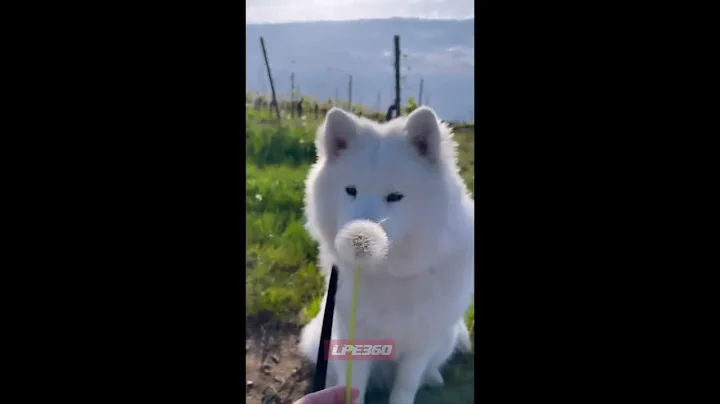 Dog eats dandelion
