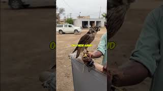 How to Catch Falcons 🦅!