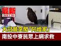 大冠鷲突闖「阿嬤家」 南投中寮民眾上網求救【最新快訊】
