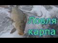 Зимняя ловля карпа. My fishing.