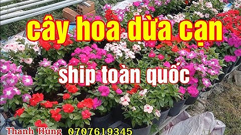 Cây hoa dừa cạn đủ màu 14/12/2025