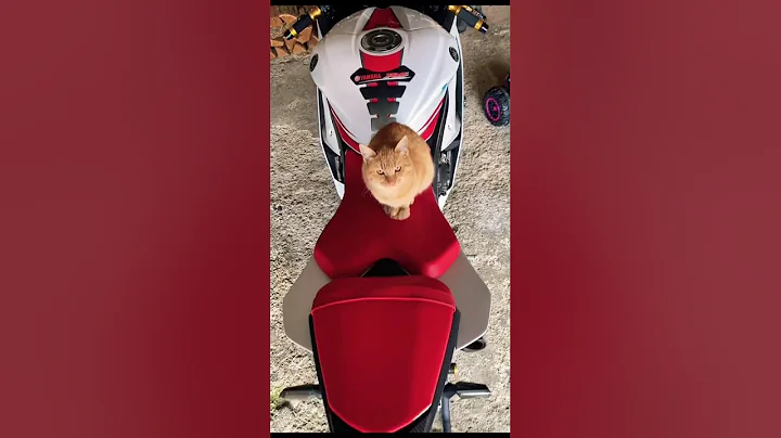 Video 11745621: purr, funny cat compilation, adorable hilarious cat, laugh cats hilarious, feline