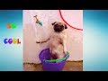 FUNNY Dogs Going Crazy After Bath |  Funny Pets Compilation