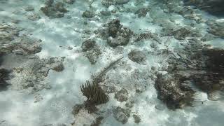 2023.05 Trumpetfish - Snorkeling North of Grand Cayman