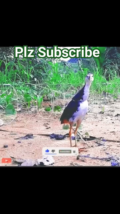 Jal Murgi Kaise Pakde l Pani Murgi Pakad Ne Ka Tarika l Pullakodi Shikar #jal #bird
