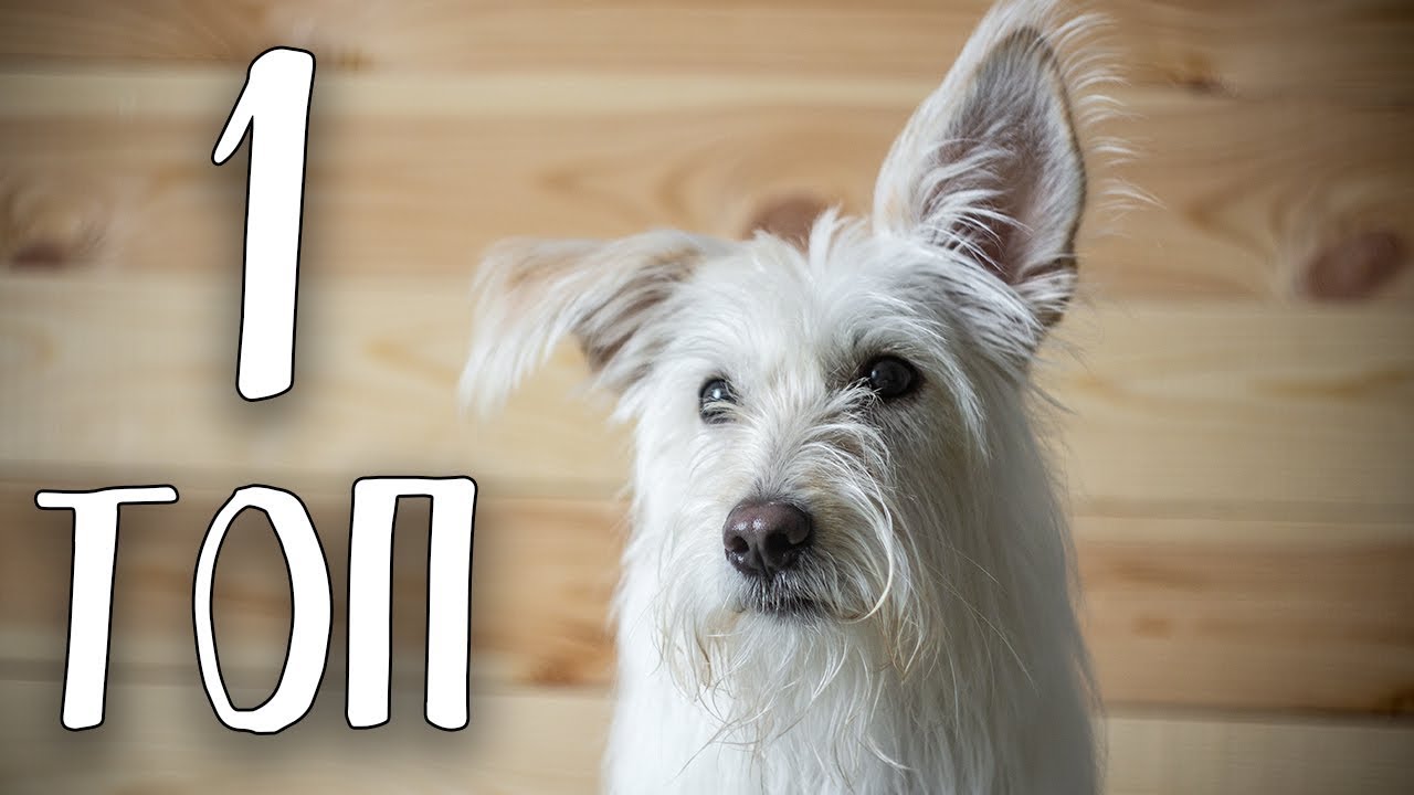 ТОП-1 Лучшая порода собак в мире
