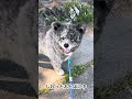 秋田犬長毛カイはマイペース