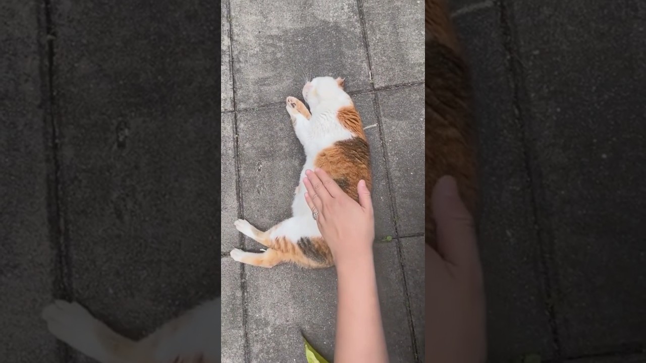 Ketika Kucing Pura Pura Tidur 