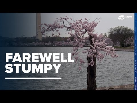 'Stumpy' fans say goodbye to beloved cherry tree set to be removed in late May