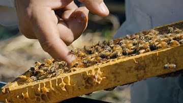 Symbiotic Sustainability: Mana Kai’s technology-driven beekeeping in New Zealand