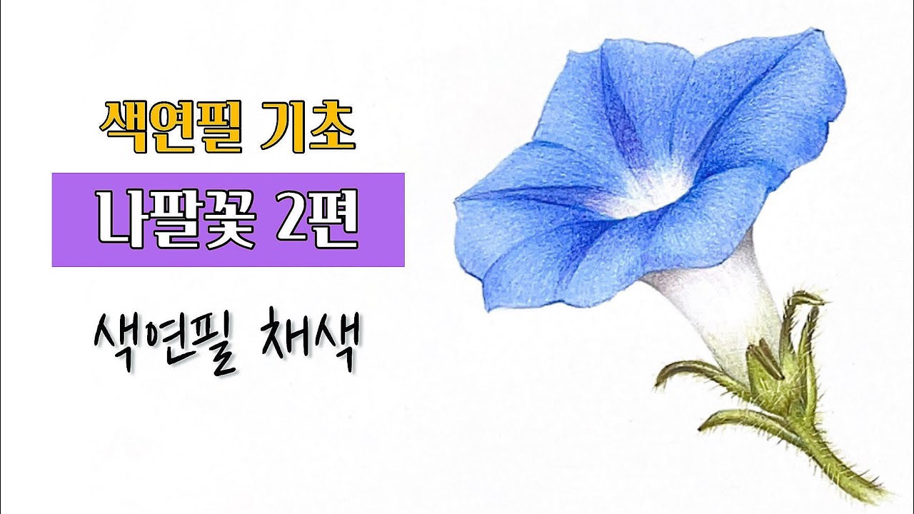 색연필기초/ 나팔꽃 2편/색연필 채색편/색연필 보태니컬아트 기초/colored pencils botanical art/너무 쉬우니까 꼭 그려봅시다!