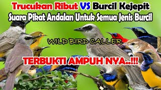 Wild Bird Caller | suara pikat trucukan ribut kombinasi burcil kejepit andalan pemikat