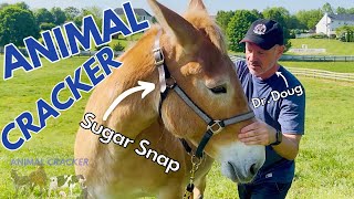 RESCUE DRAFT MULE ~ A LIFE OF THE PLOW to a HAPPY RETIREMENT! (CHIRO ADJUSTMENT)