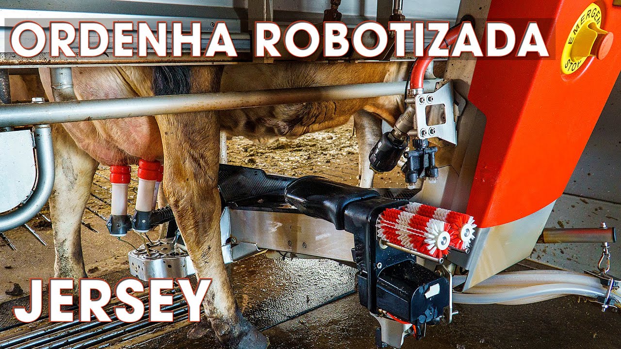 ORDENHA ROBOTIZADA DE VACAS JERSEY NO PARANÁ - ROBOT LELY ASTRONAUT