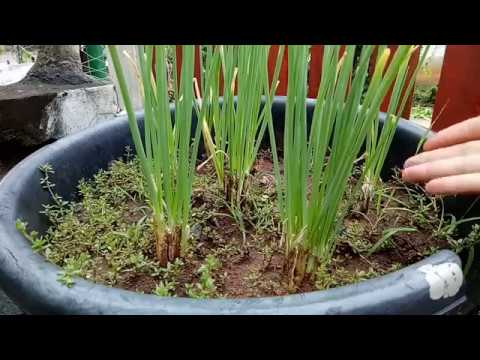 วีดีโอ: การปลูกหัวหอมเลื้อยยืนต้น - Allium Obliguum