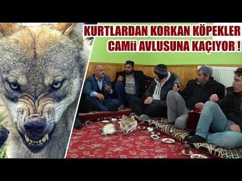 KURTLARDAN KORKAN KÖPEKLER CAMİİ AVLUSUNA KAÇIYOR ! YAŞANMIŞ OLAYLAR 12, DEV BOZ KURT SÜRÜSÜ, KANGAL