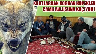 KURTLARDAN KORKAN KÖPEKLER CAMİİ AVLUSUNA KAÇIYOR ! YAŞANMIŞ OLAYLAR 12, DEV BOZ KURT SÜRÜSÜ, KANGAL