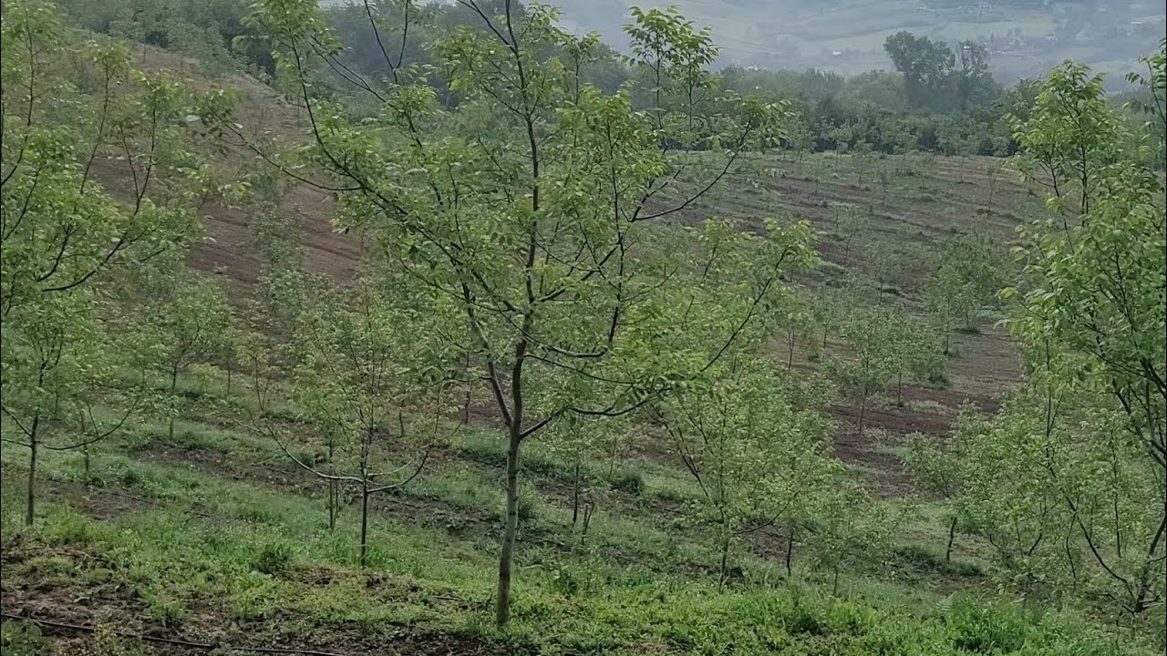 315- Chandler Ceviz'de Polen Tozu Alma Süreci Nasıldır?  Yalova, Altınova