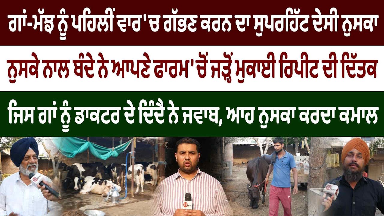 ਗਾਂ-ਮੱਝ ਗੱਭਣ ਨਹੀਂ ਹੋ ਰਹੀ ਤਾਂ ਸੁਣੋ ਦੇਸੀ ਨੁਸਕਾ