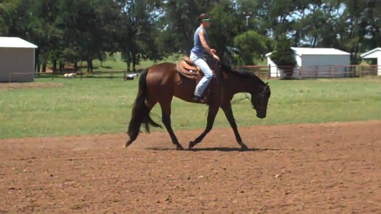 2 YO Artful Investment Filly YouTube