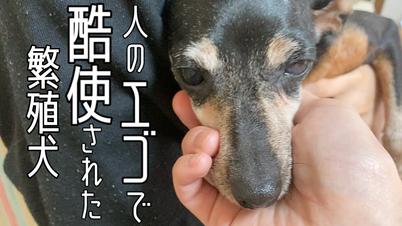 繁殖犬から家庭犬としての一歩を踏み出した八重ちゃん 里親さまの元での初日の様子をお届けします Youtube