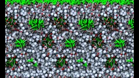 peg-micelle-movie.mpg