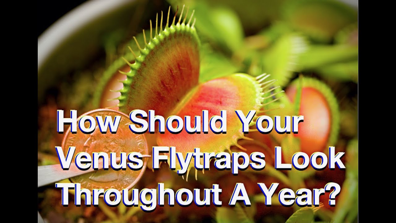 How Should Your Venus Flytraps Look Throughout A Year? YouTube