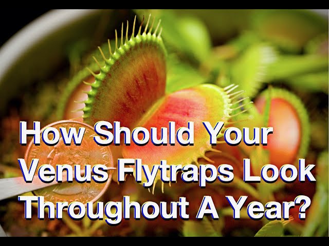 How to Grow Your Venus Flytrap for YEARS!