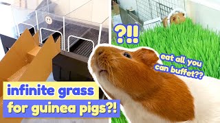 Creating a Guinea Pig Paradise: DIY Indoor Grass Field (Part 3) | GuineaDad