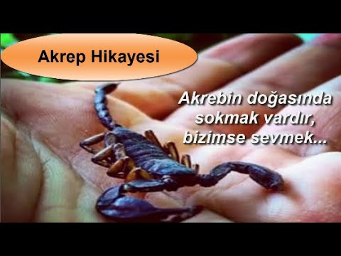 Akrep Hikayesi |