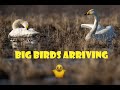 Big Birds arriving in Swedish Norrland