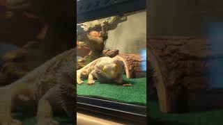 Bearded dragon eating hornworm aka tomato hornworm