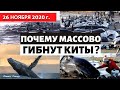 Катаклизмы за день 26 ноября 2020. Тревожный сигнал! Рекордные снегопады! Изменение климата?