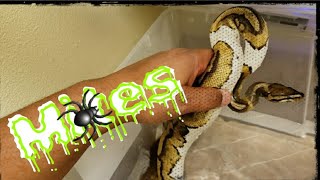 Getting Rid of Mites on my Ball pythons.