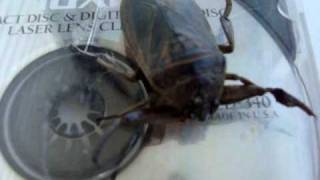 Giant Water Bug Attacks !!!