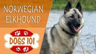 Dogs 101  NORWEGIAN ELKHOUND  Top Dog Facts About the NORWEGIAN ELKHOUND